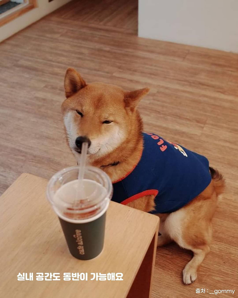 카페알코브
