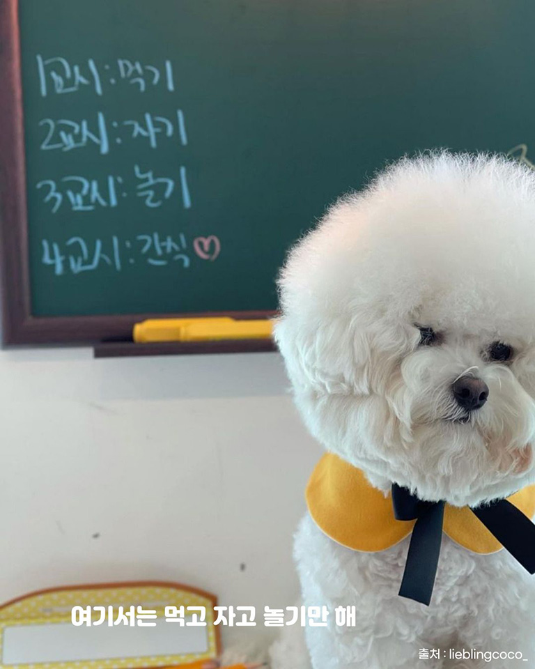 리블링코코