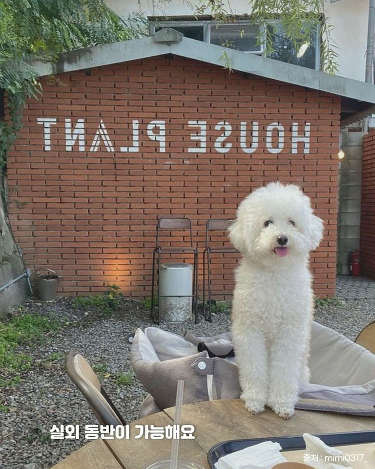 하우스플랜트