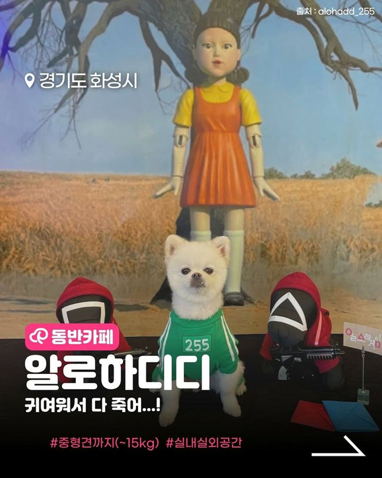 알로하디디