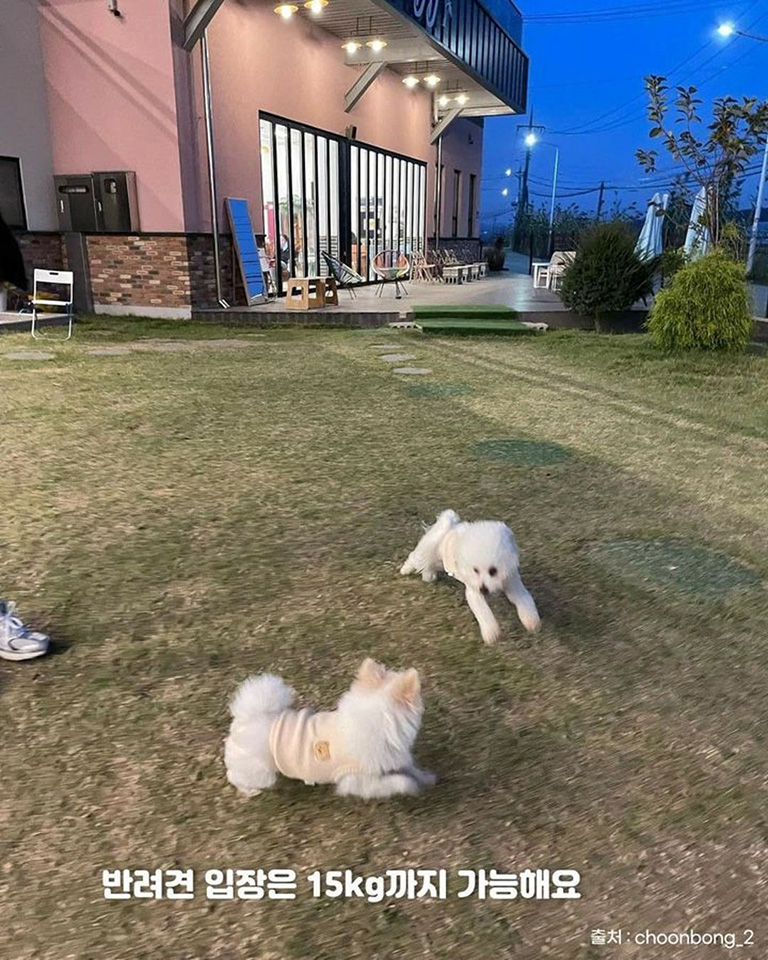 알로하디디
