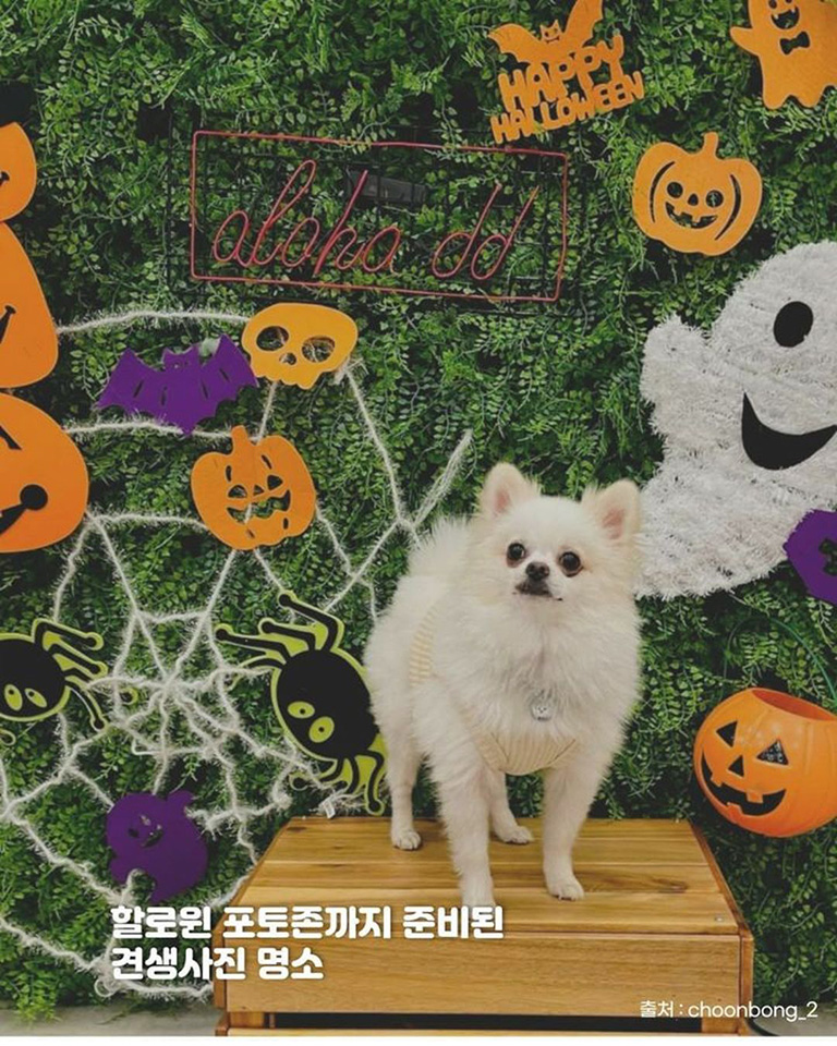 알로하디디