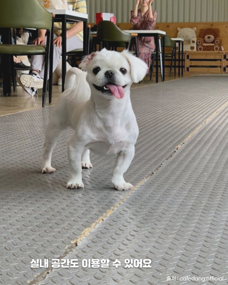 카페댕