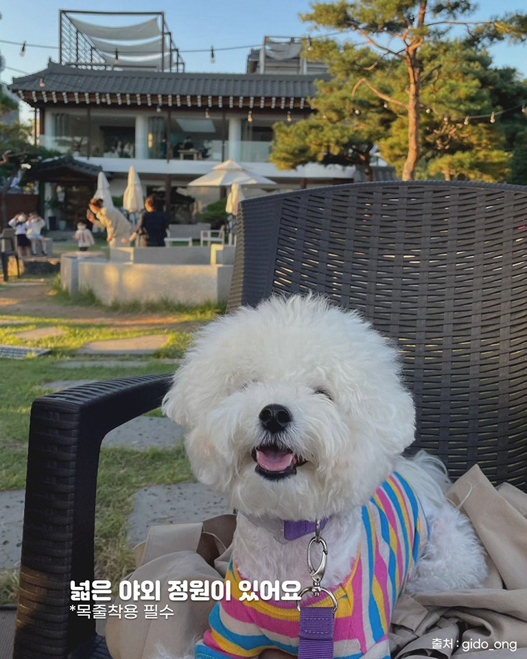 카페 차 프리미엄