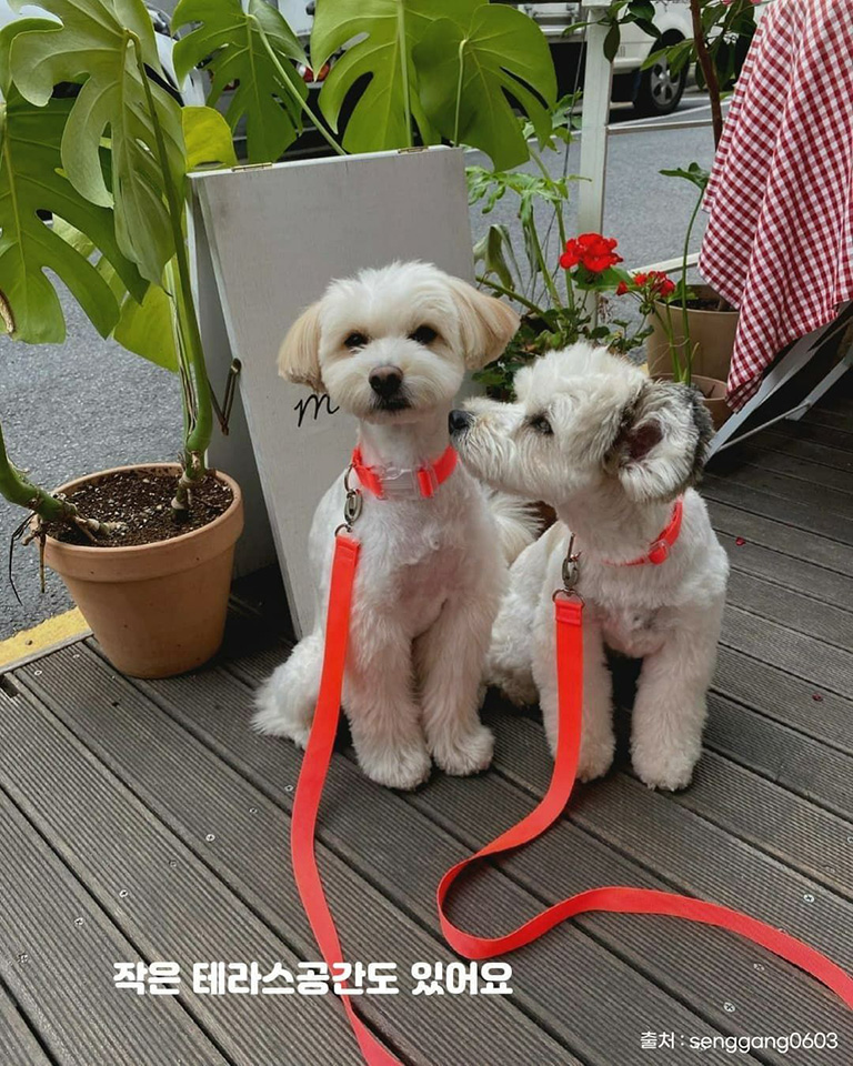메모아