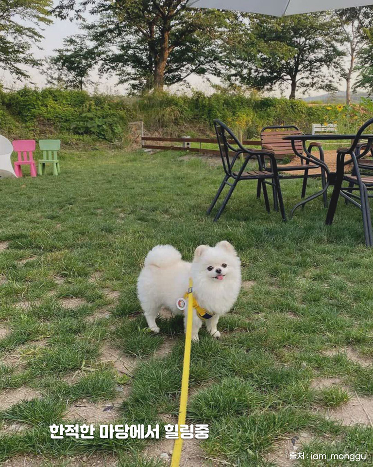 카페은린