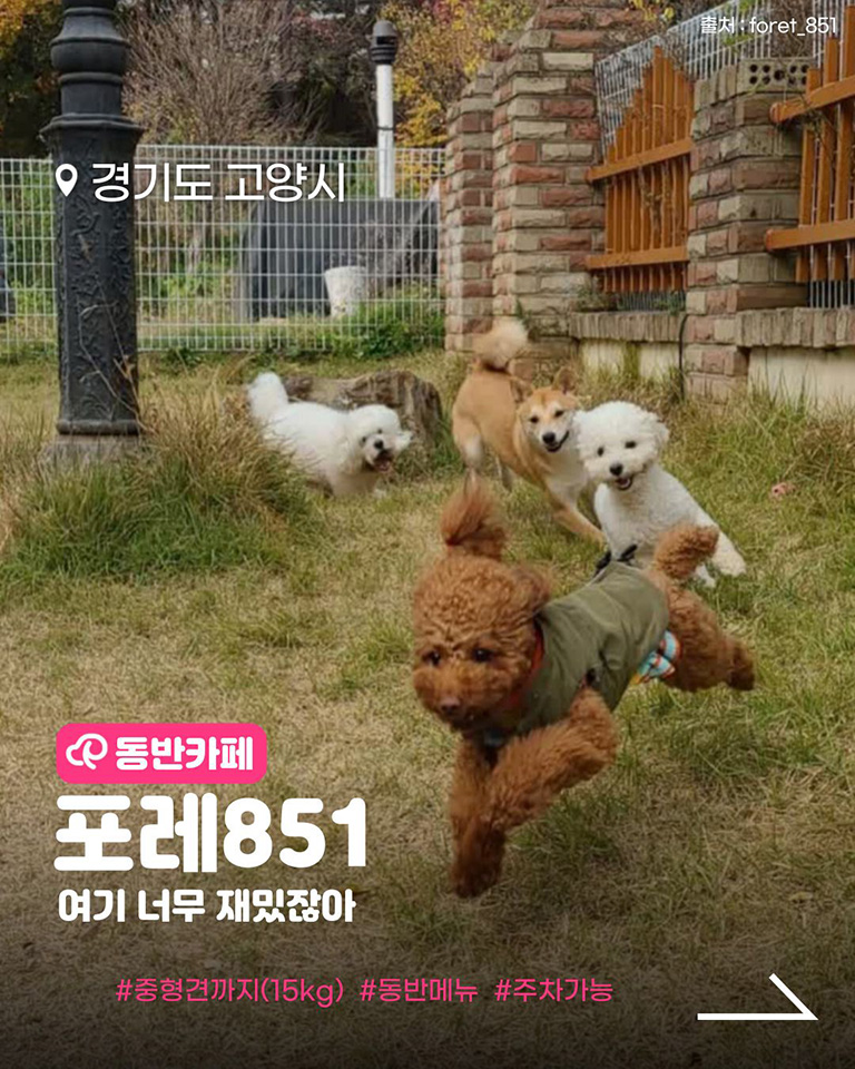 포레 851