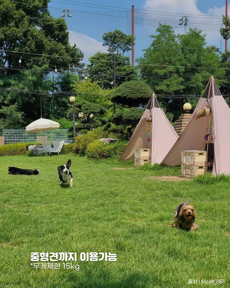 포레 851