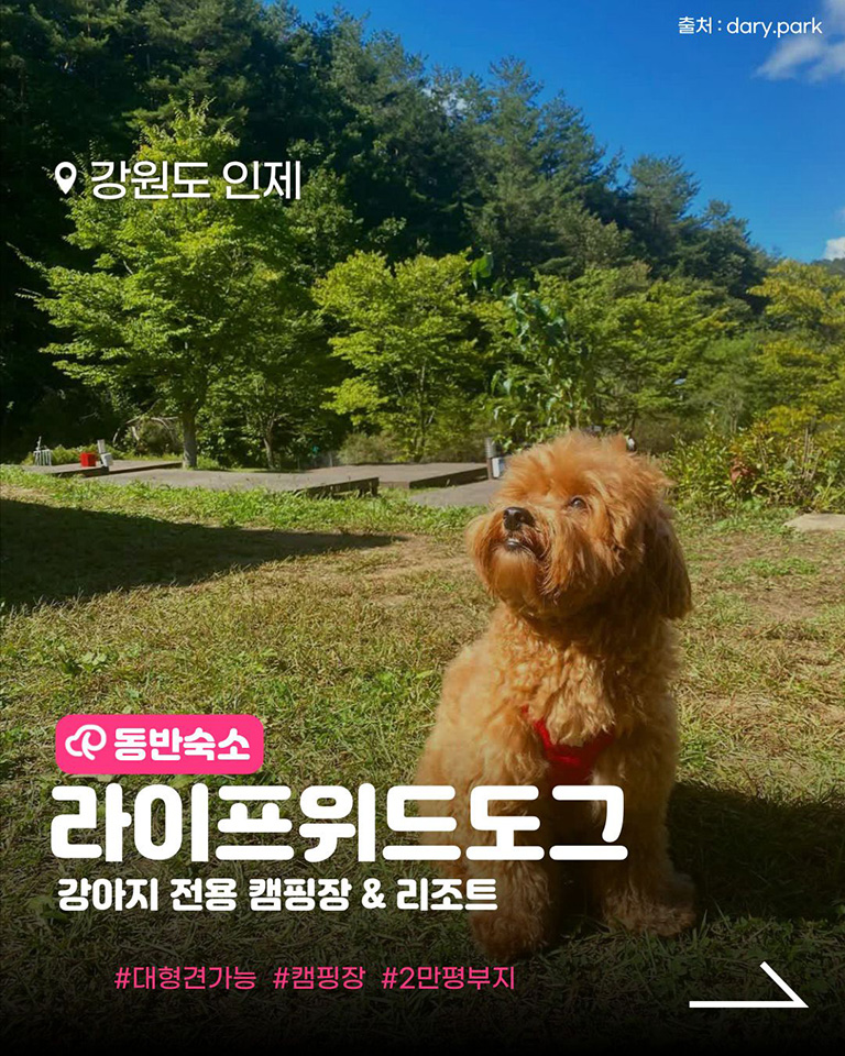 라이프위드도그