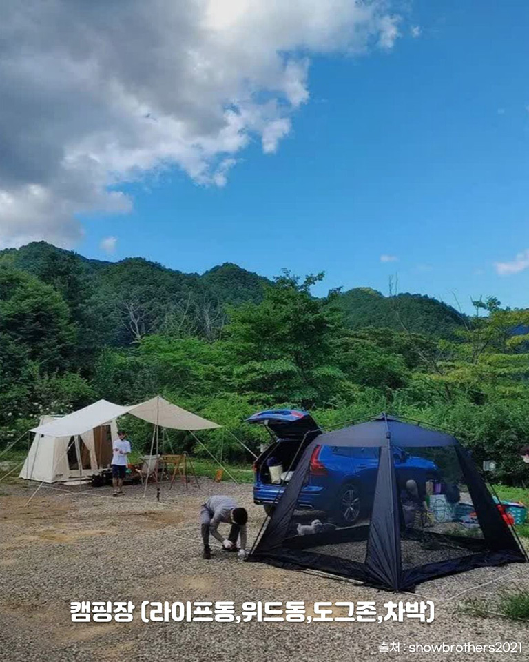 라이프위드도그