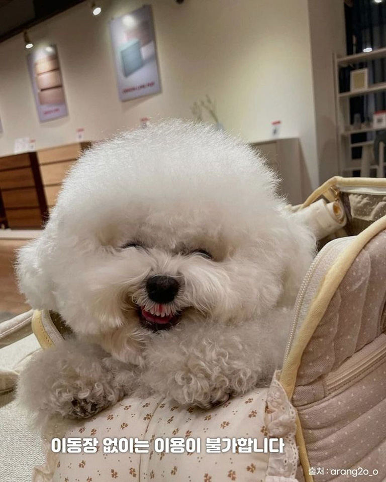 어니언쇼룸