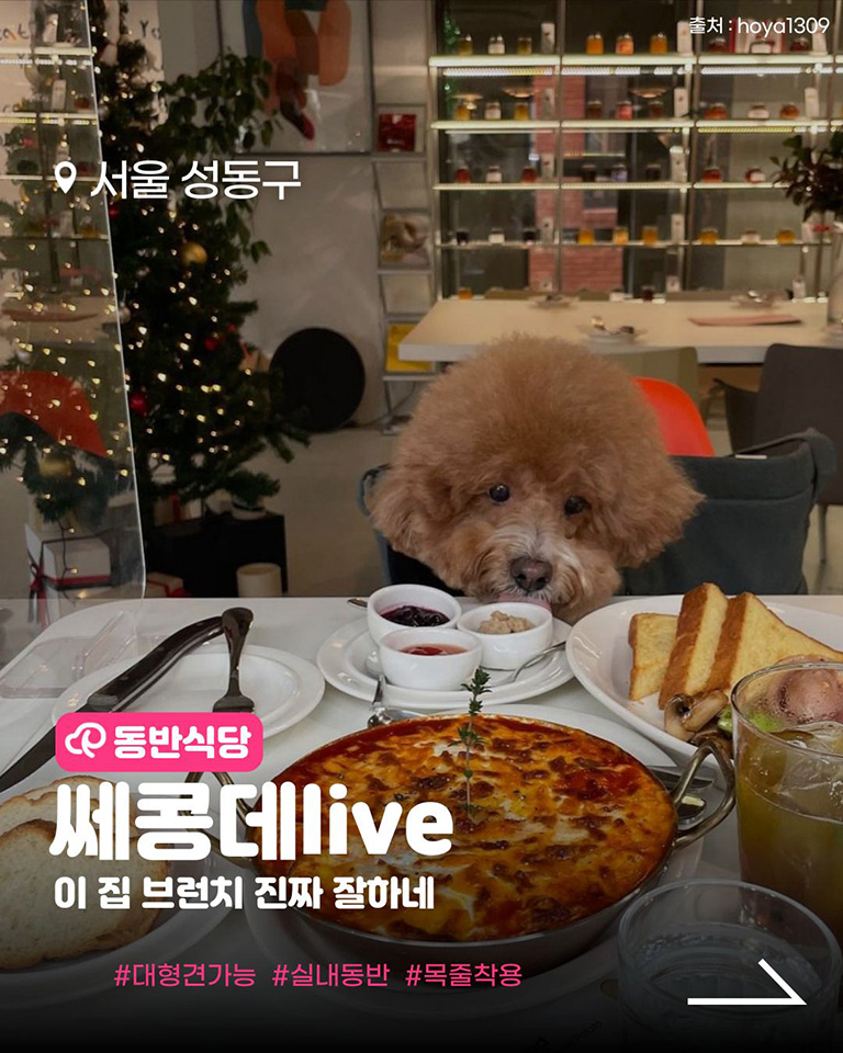 쎄콩데live