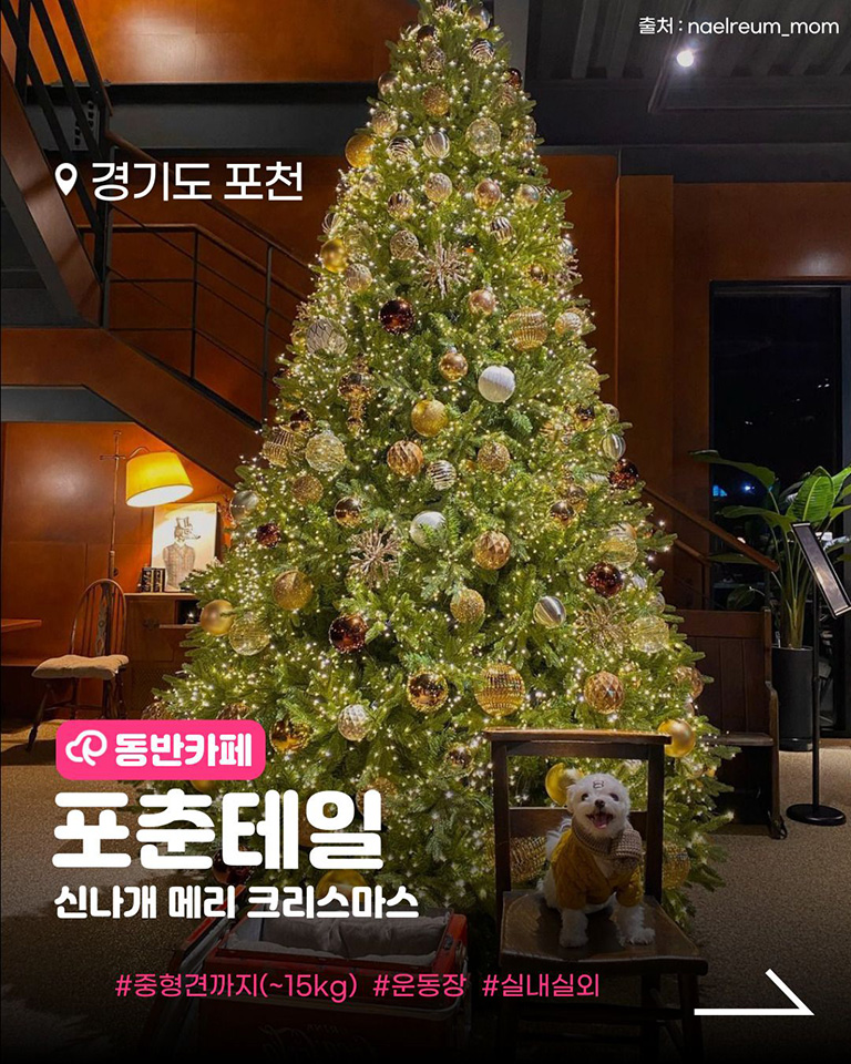 포춘테일