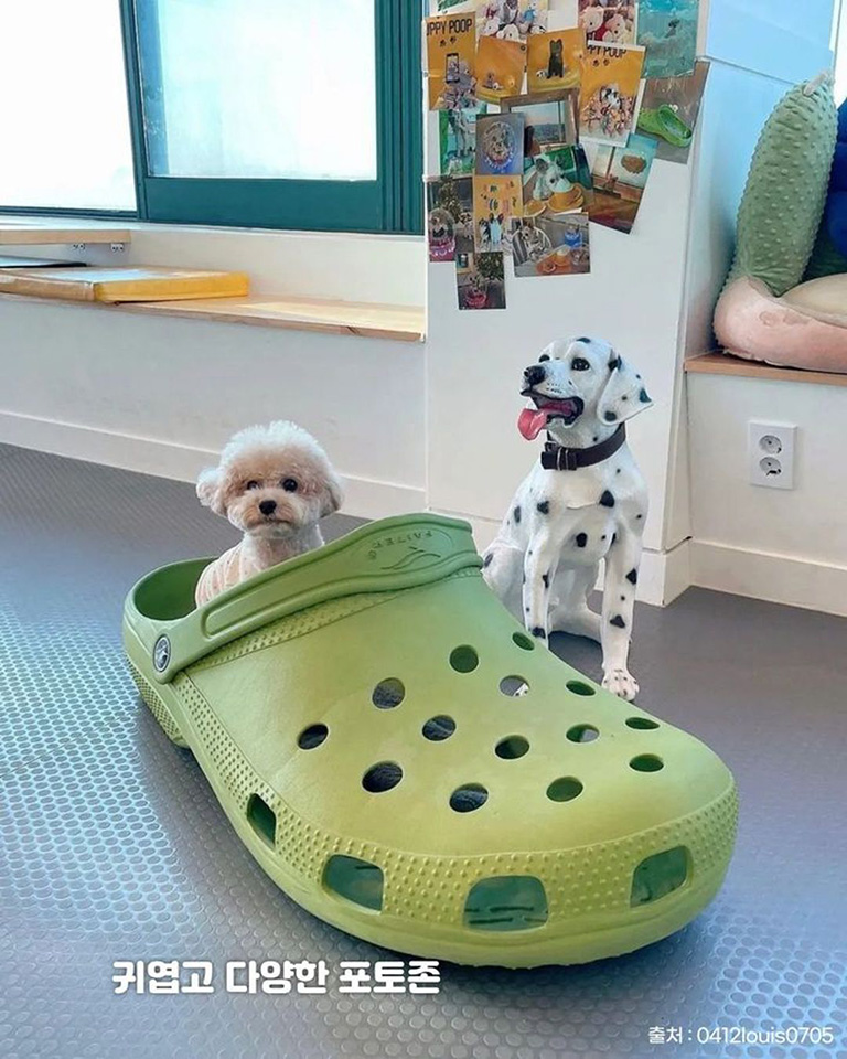 똥강아지카페