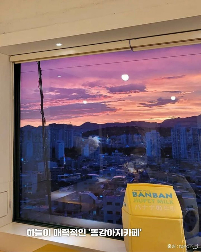 똥강아지카페