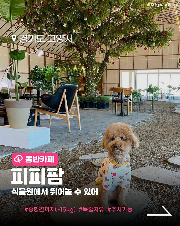 피피팜