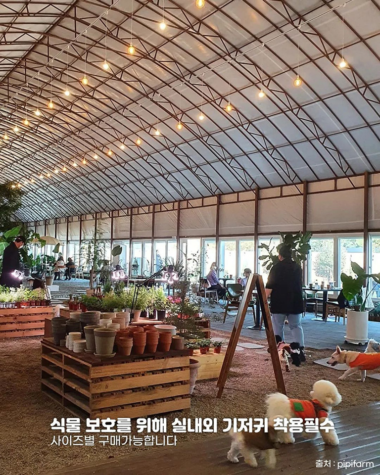 피피팜
