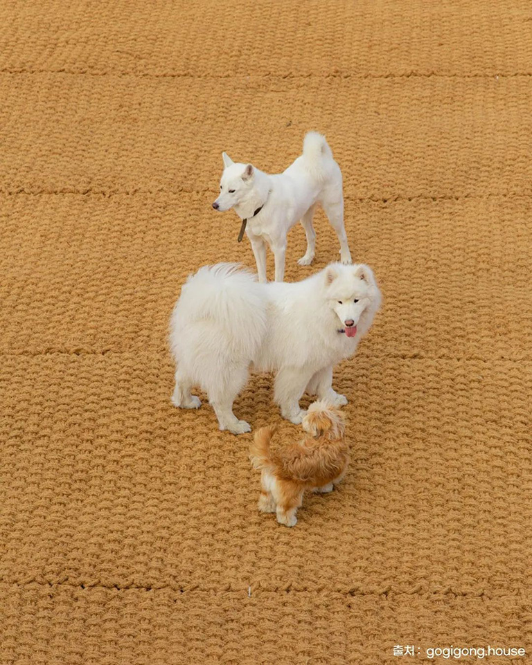 고기공