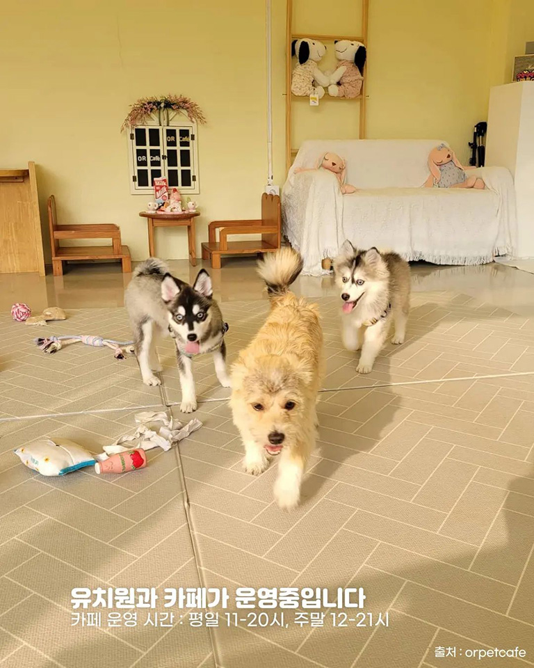 오알카페