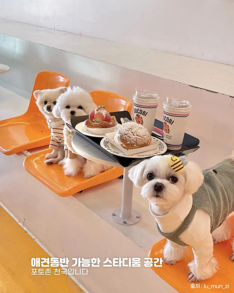 듀코비다이너