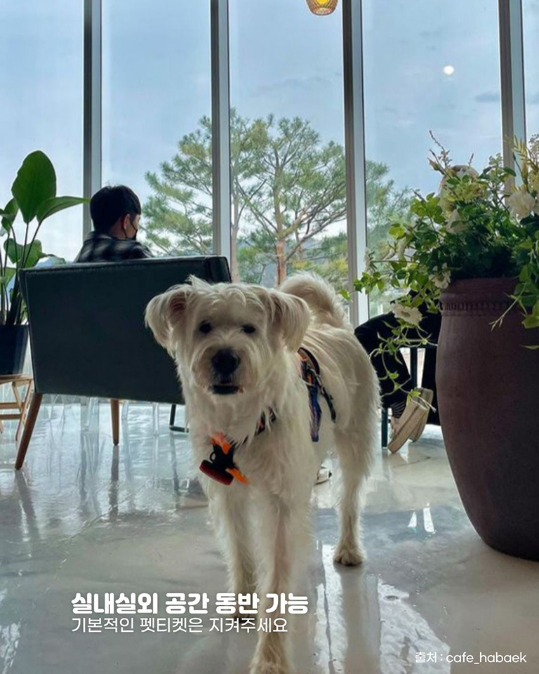 카페 하백