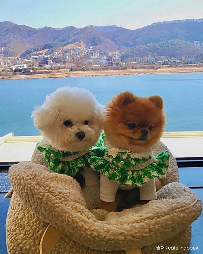 카페 하백