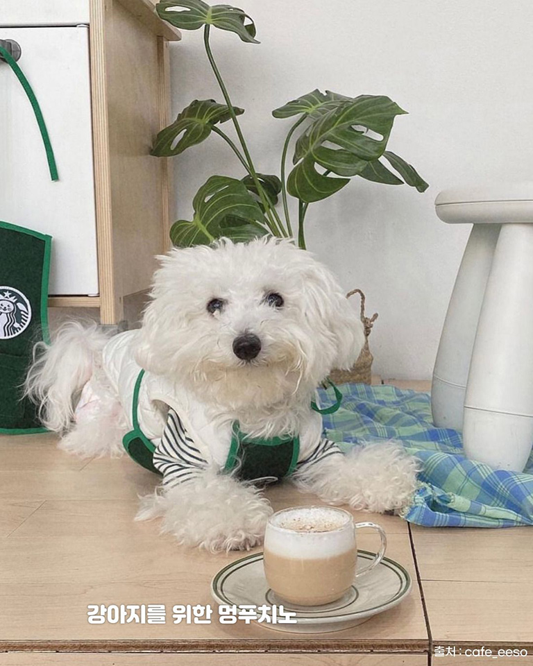 카페이소
