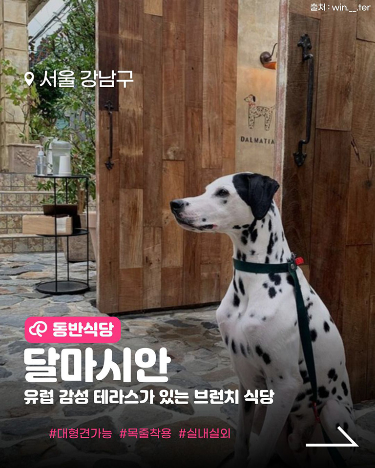 달마시안
