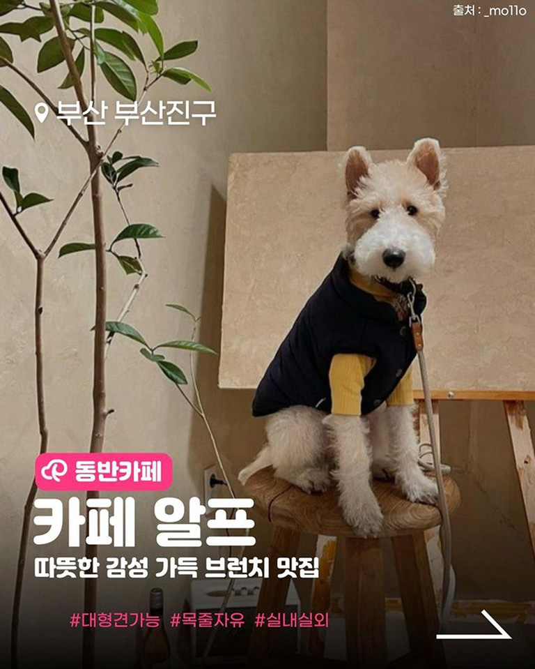 카페알프
