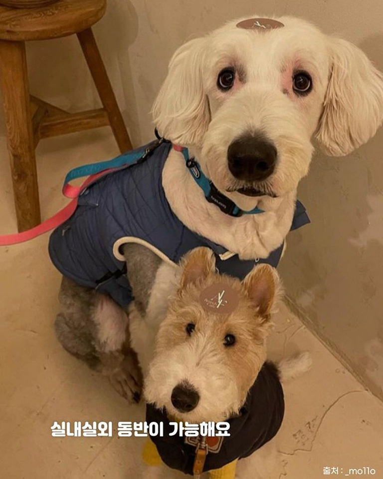 카페알프