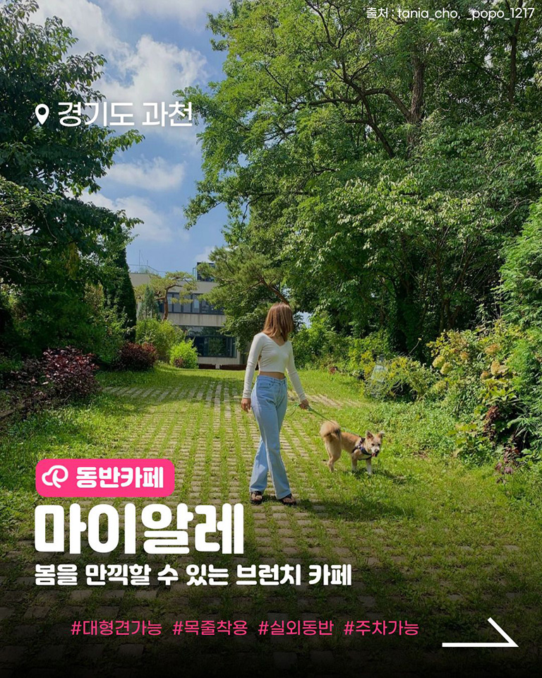 마이알레