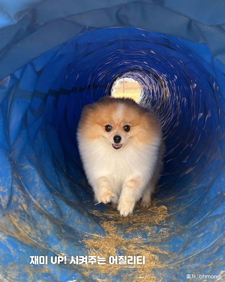 오산반려동물테마파크