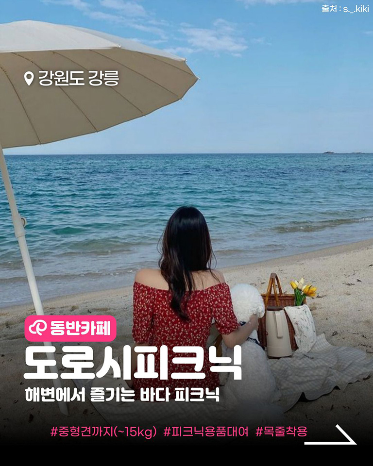 도로시피크닉