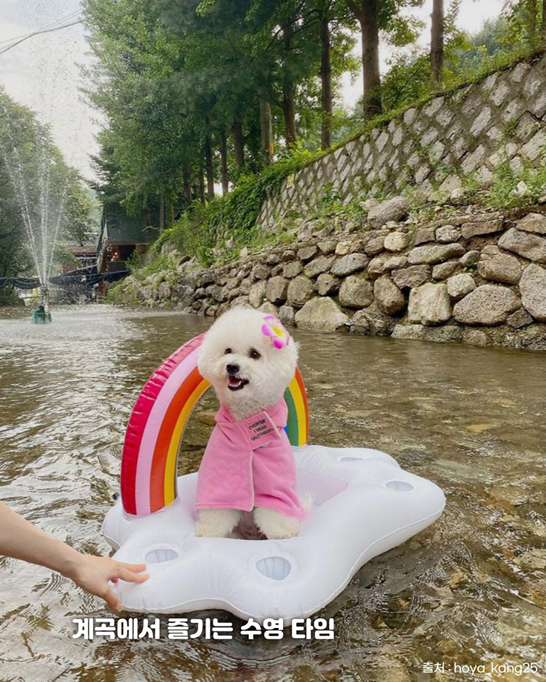 장흥도깨비방망이