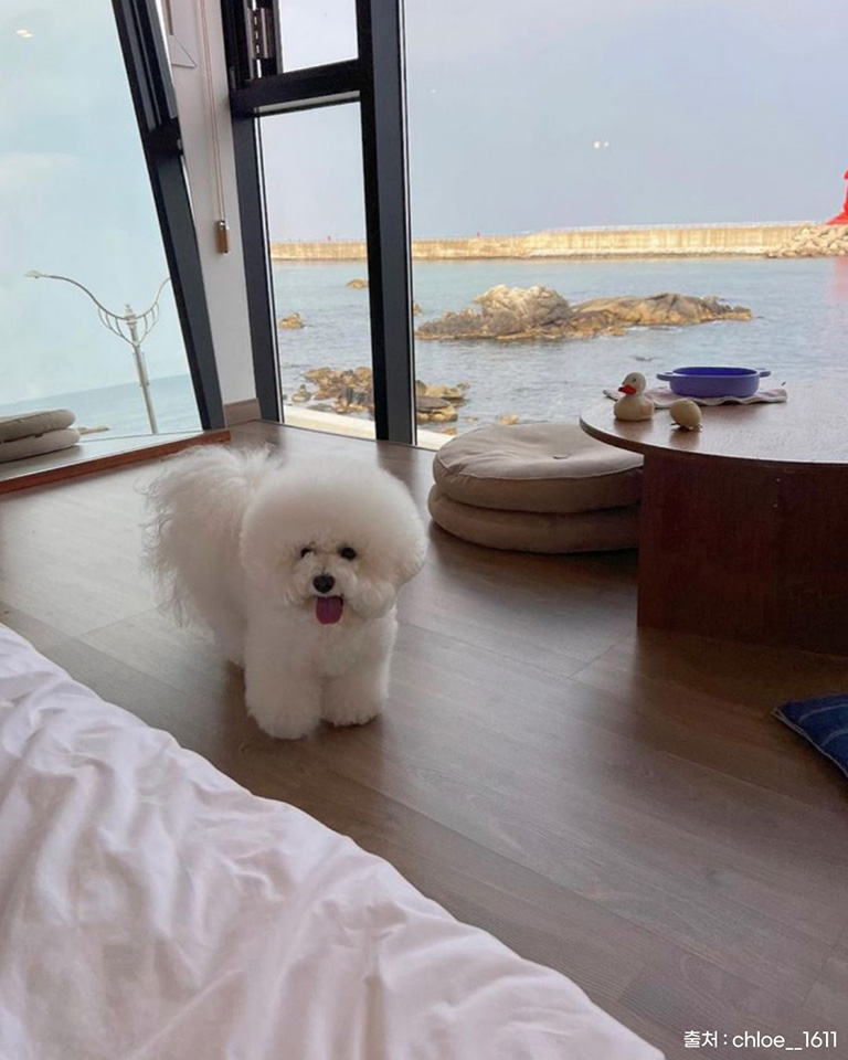 양양오션뷰애견펜션 바다빛무지개