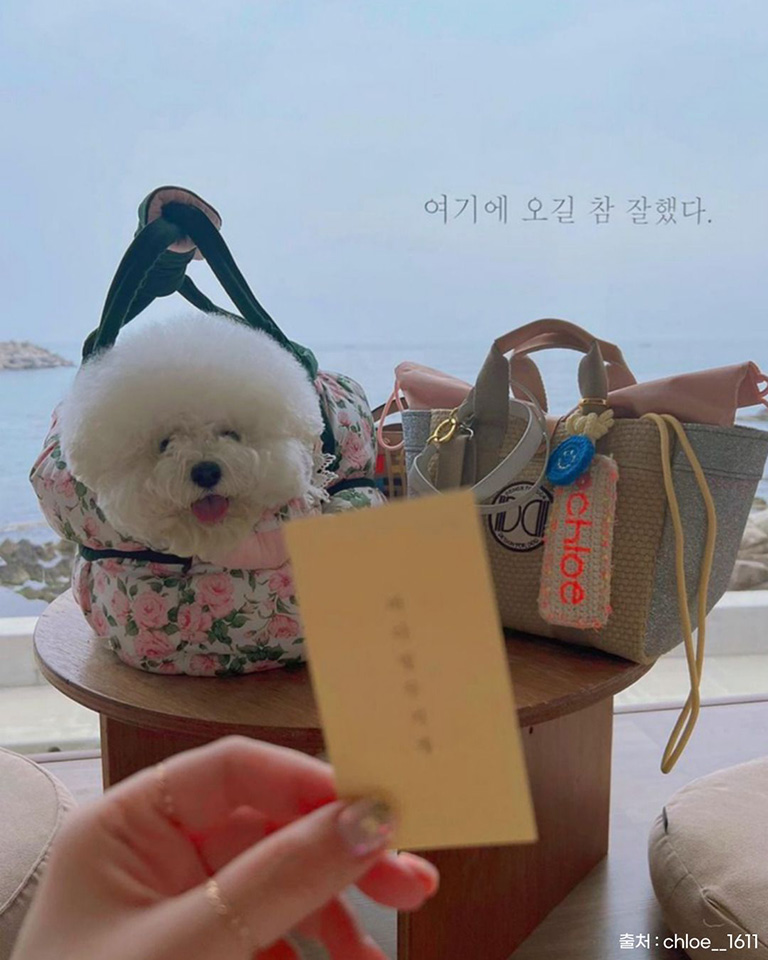 양양오션뷰애견펜션 바다빛무지개