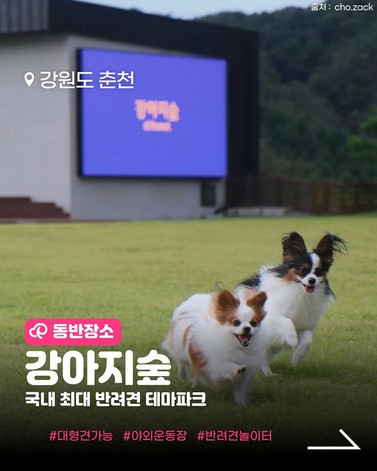 강아지숲