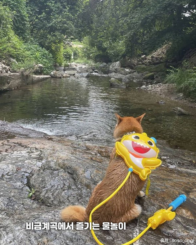 소소온기