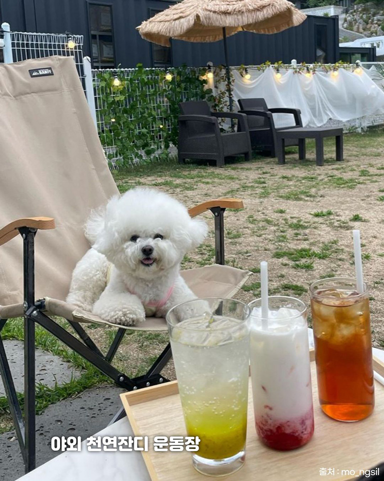 코니아일랜드