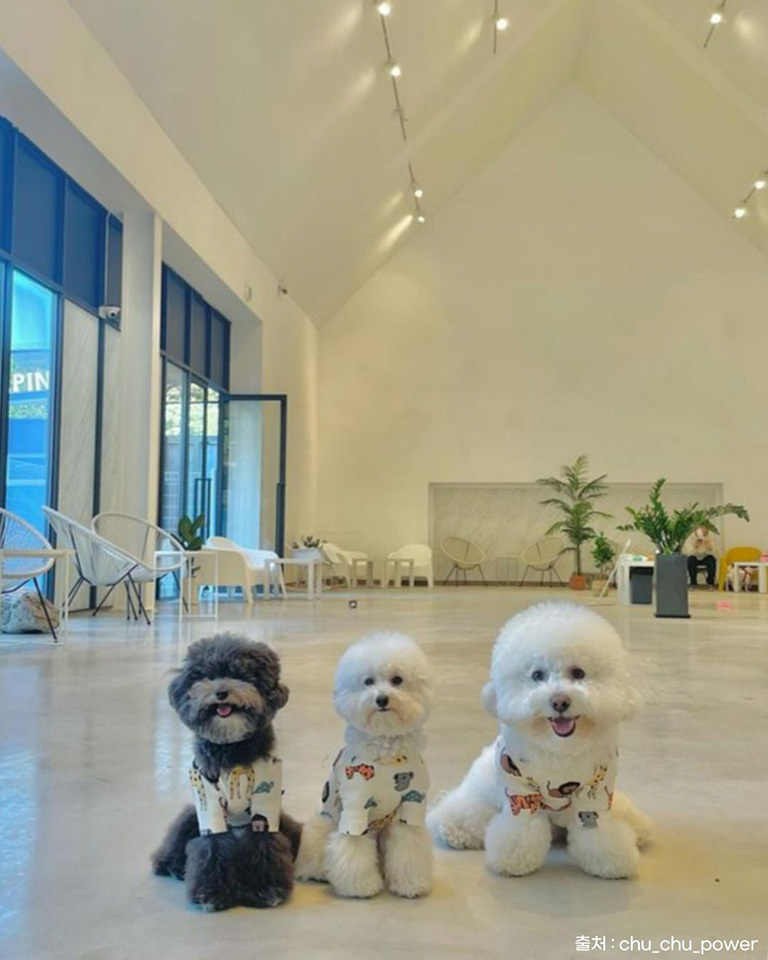 코니아일랜드