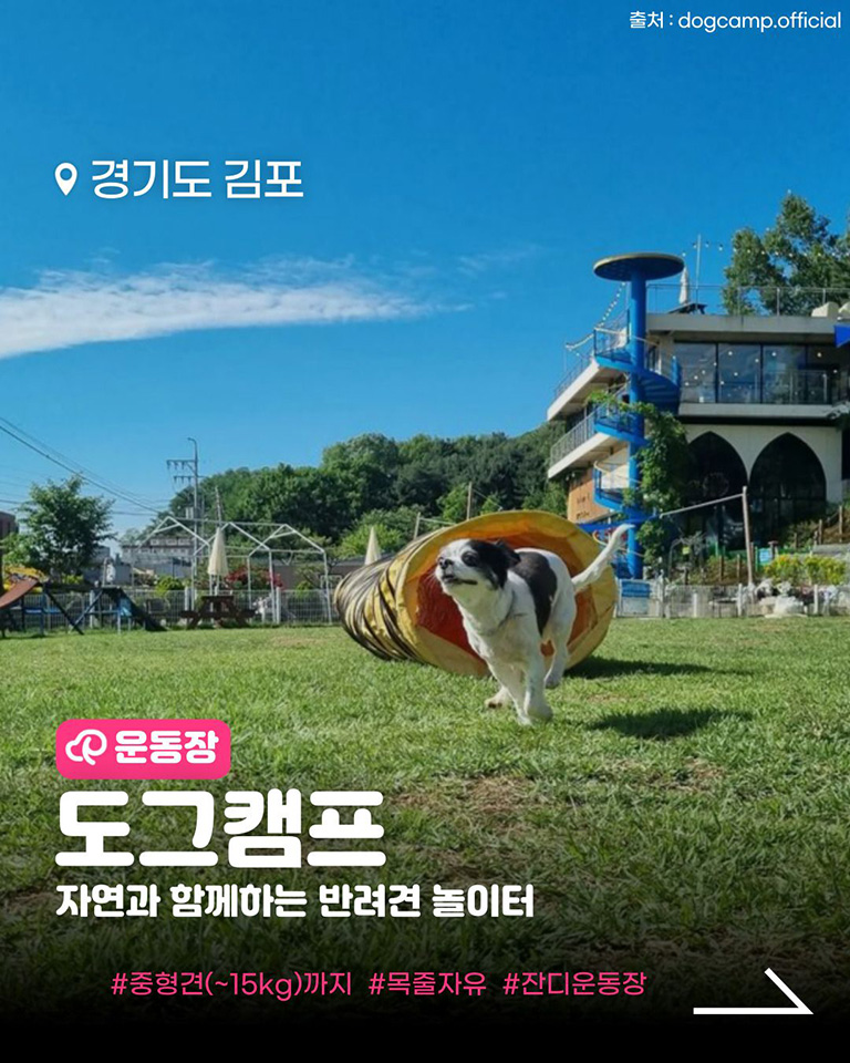 도그캠프