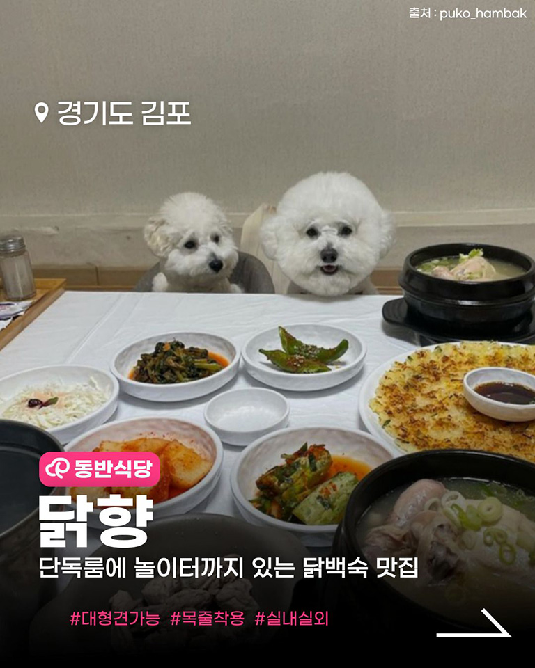 닭향