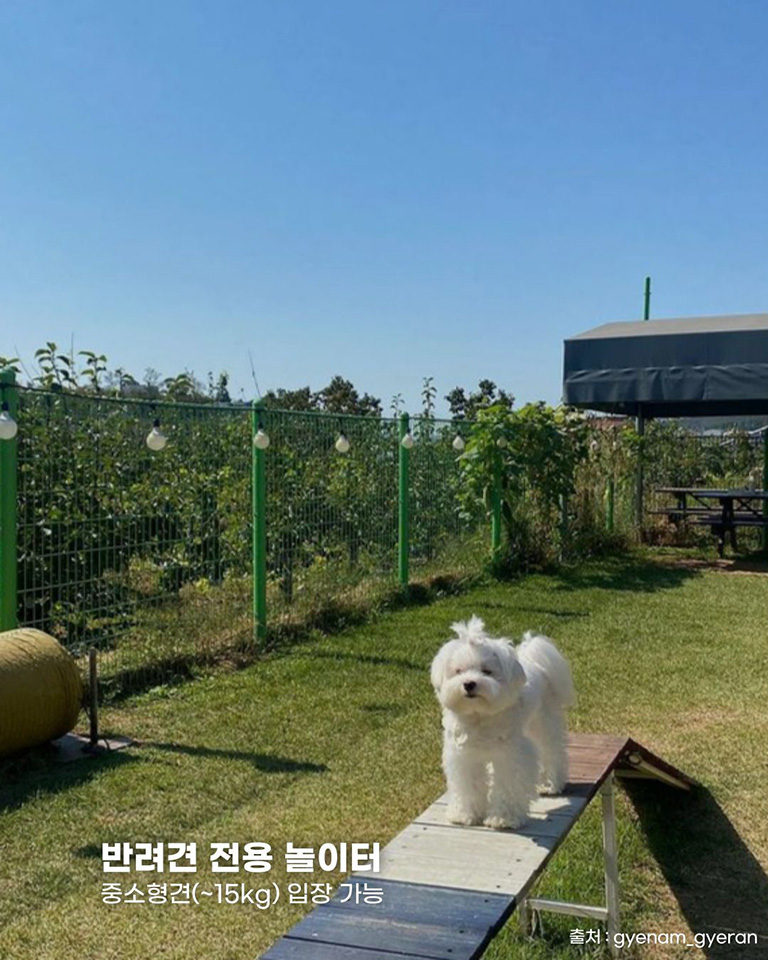닭향