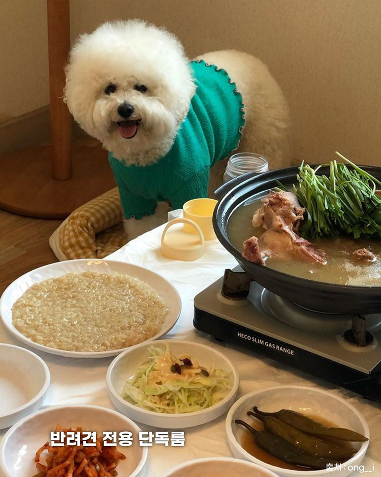 닭향