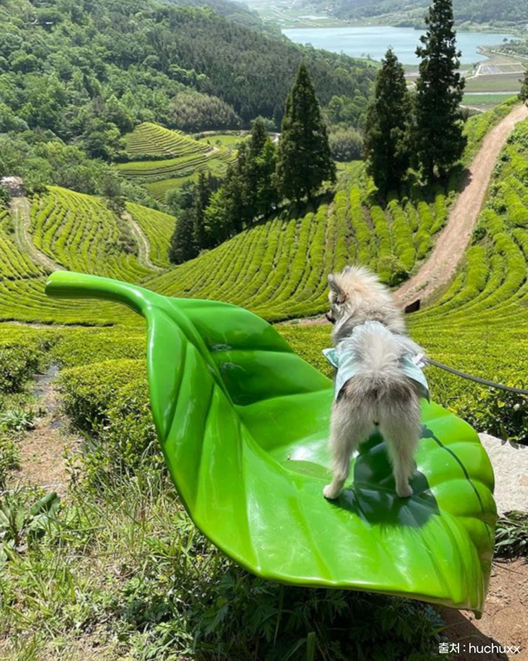 초록잎이펼치는세상