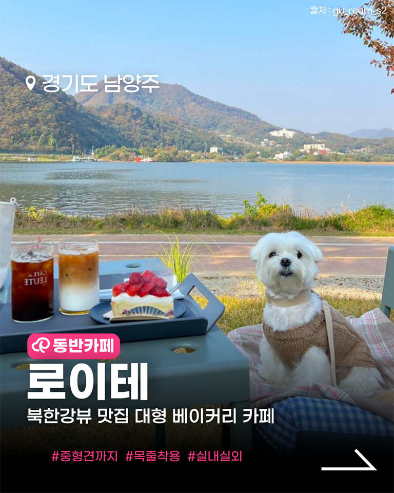 로이테