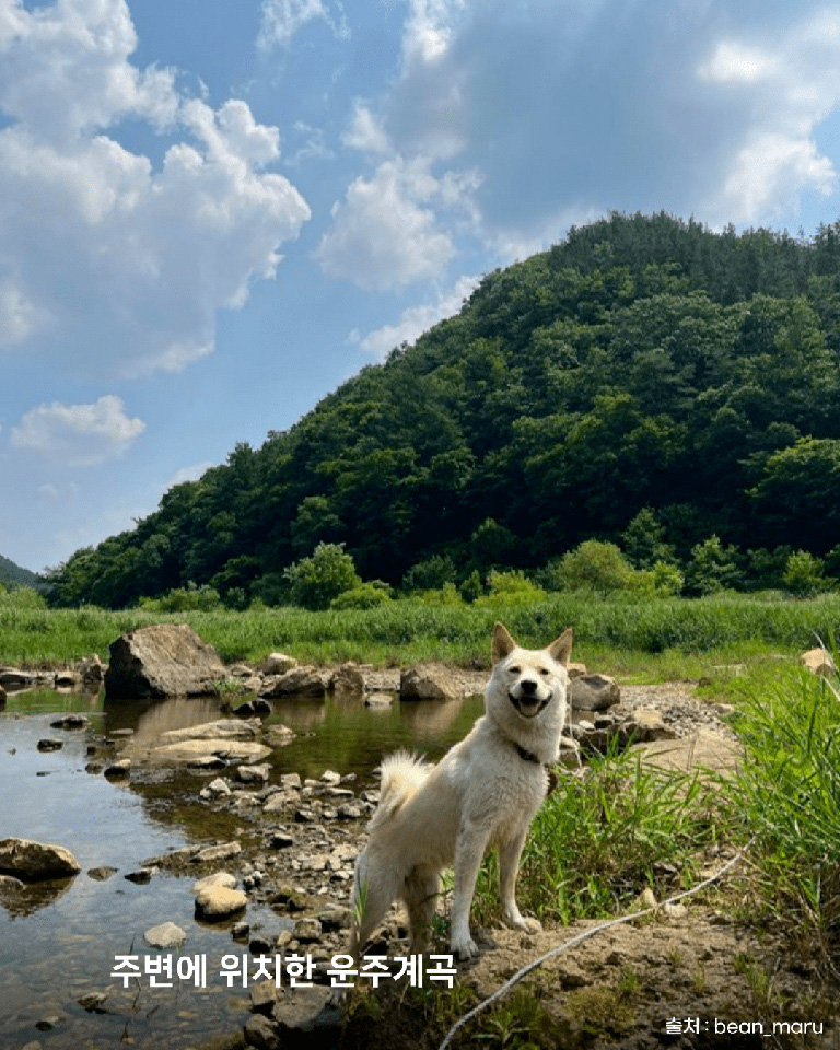 댕댕포레스트