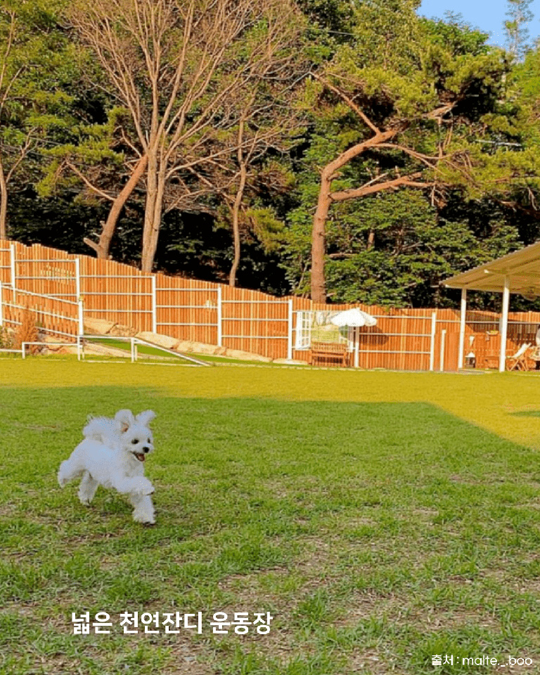 애댕의숲