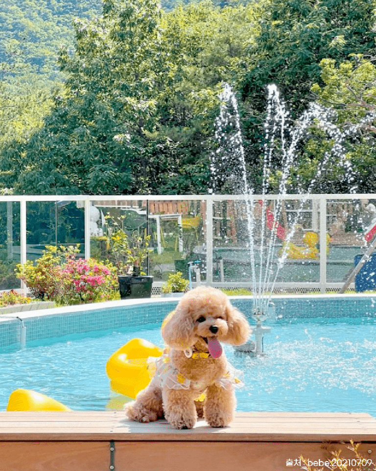 애댕의숲