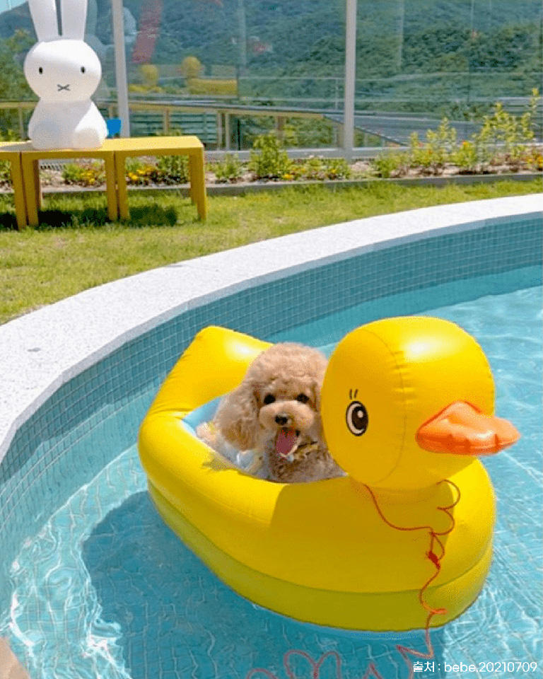 애댕의숲